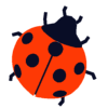 ladybug