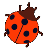 ladybug