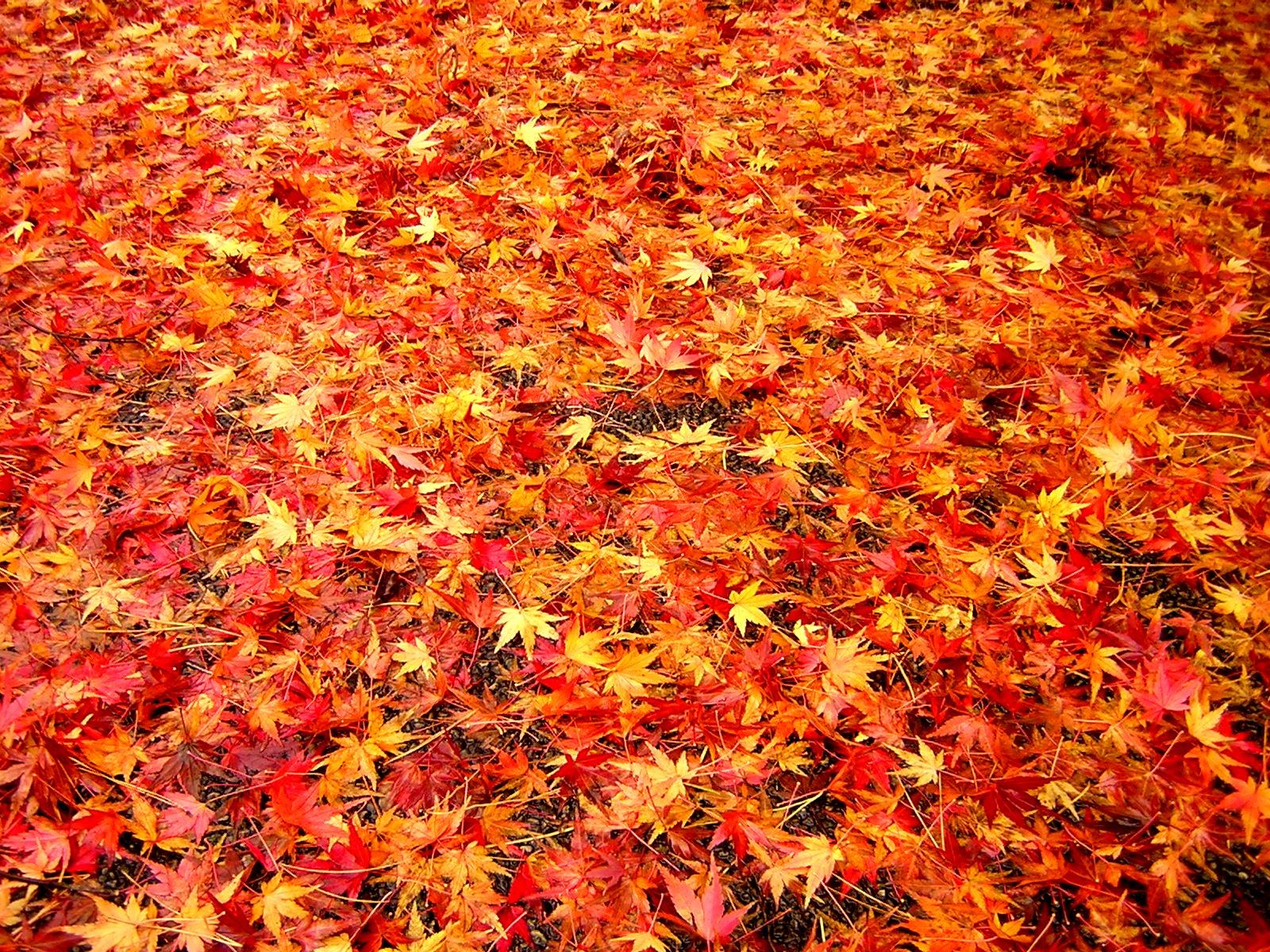 紅葉の無料写真 オーフリー写真素材