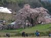三春滝桜その２